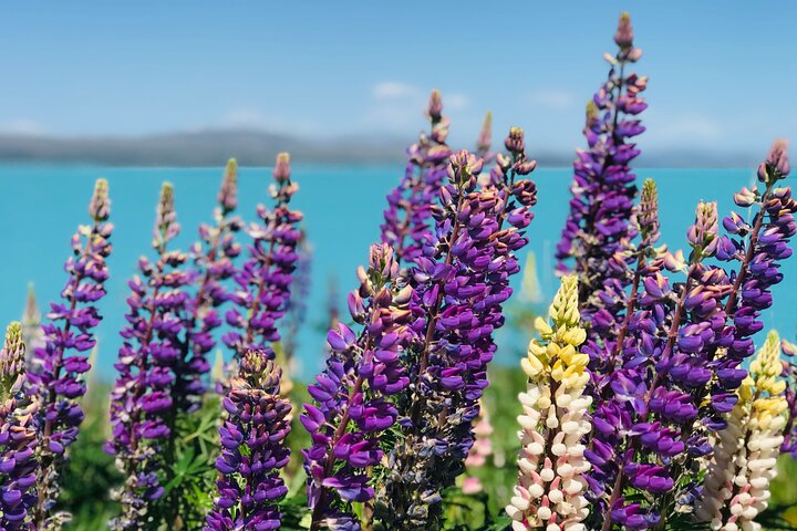 Excursão só de ida de Christchurch a Queenstown via Mt Cook e Lago Tekapo