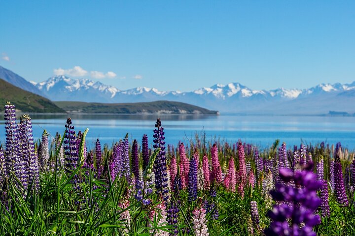 Excursão só de ida de Christchurch a Queenstown via Mt Cook e Lago Tekapo