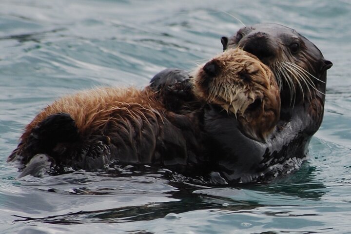 Hoteller i nærheten av Hoonah Whale-Watching Cruise