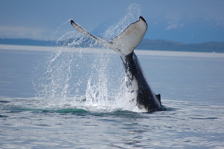 Hoteller i nærheten av Hoonah Whale-Watching Cruise
