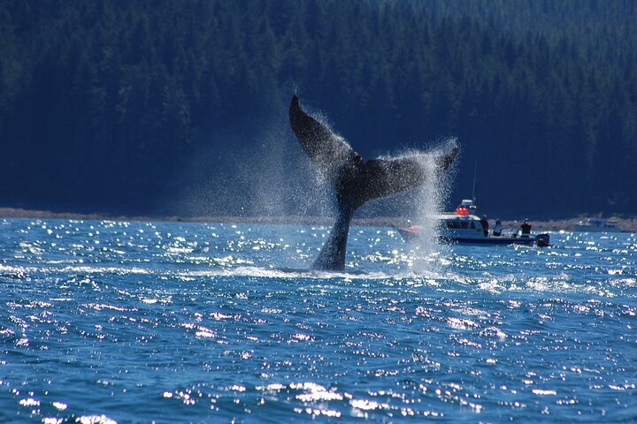 Hoteller i nærheten av Hoonah Whale-Watching Cruise