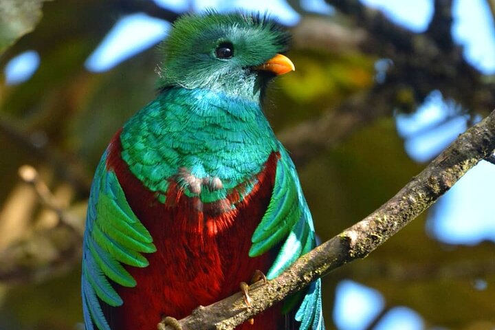 Tour di birdwatching di El Quetzal da Cobán: l'uccello nazionale del Guatemala