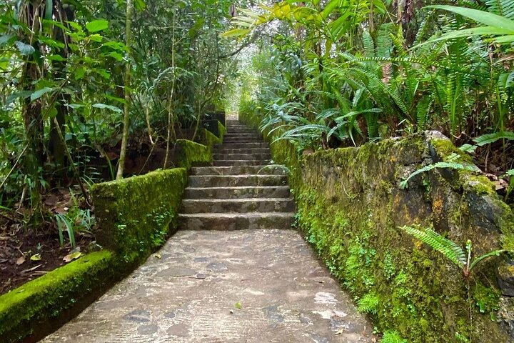Tour di birdwatching di El Quetzal da Cobán: l'uccello nazionale del Guatemala