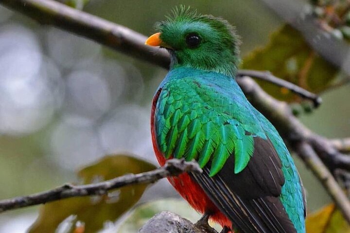 Tour di birdwatching di El Quetzal da Cobán: l'uccello nazionale del Guatemala