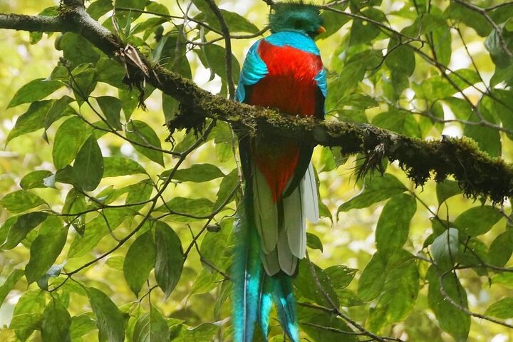 Tour di birdwatching di El Quetzal da Cobán: l'uccello nazionale del Guatemala