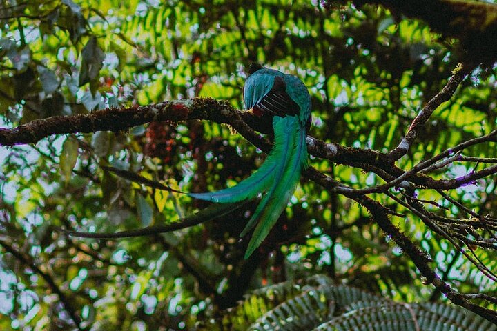 Tour di birdwatching di El Quetzal da Cobán: l'uccello nazionale del Guatemala