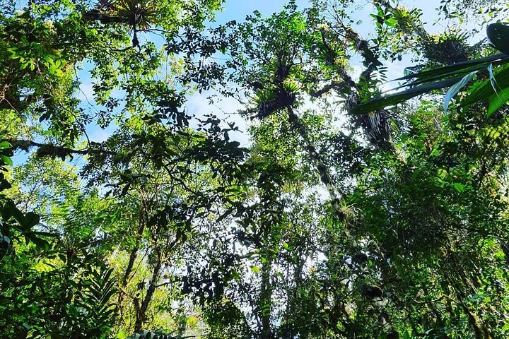 Tour di birdwatching di El Quetzal da Cobán: l'uccello nazionale del Guatemala