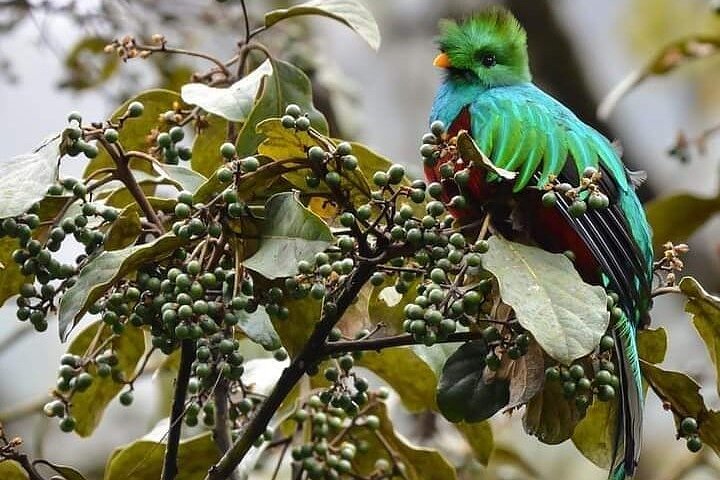 Tour di birdwatching di El Quetzal da Cobán: l'uccello nazionale del Guatemala