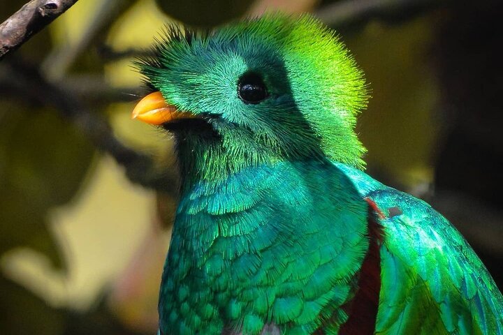 Tour di birdwatching di El Quetzal da Cobán: l'uccello nazionale del Guatemala