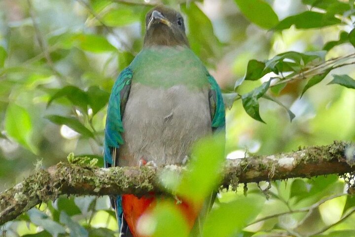Tour di birdwatching di El Quetzal da Cobán: l'uccello nazionale del Guatemala
