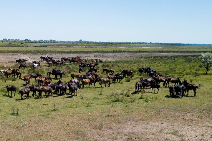 Delta del Danubio Gita in barca privata alla foresta di Letea (visita guidata)