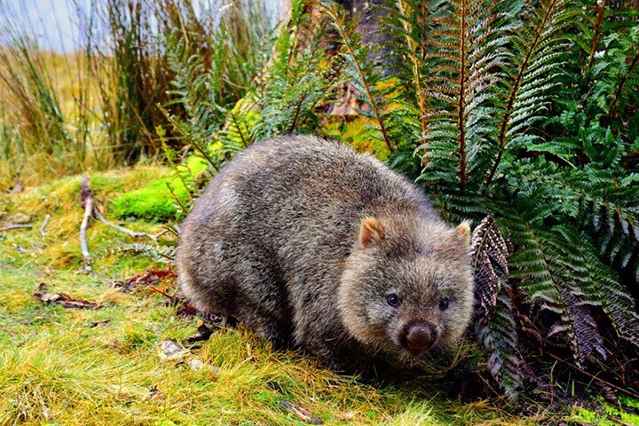 Tour di un giorno al Cradle Mountain National Park da Launceston