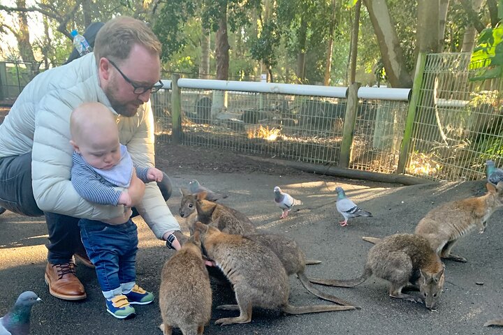 Blue Mountains privat tur fra Sydney, & Featherdale Aussie Animal Park Option