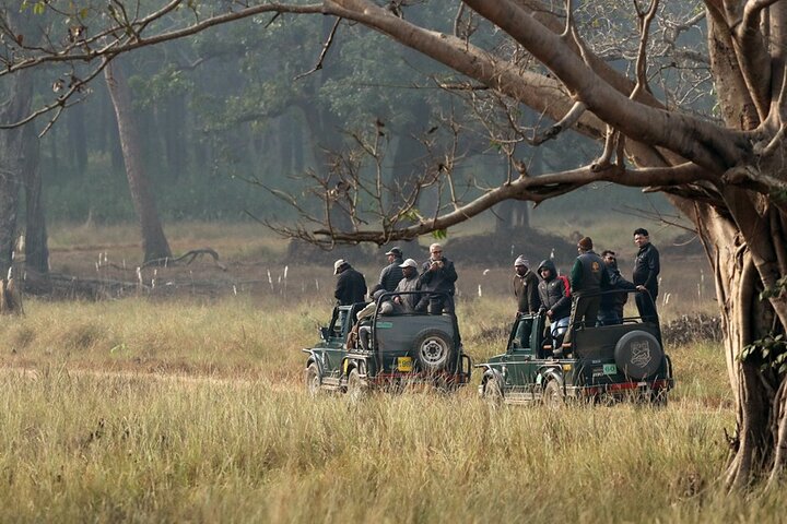 Safari in Bandhavgarh, Kanha, Pench & Tadoba National Parks