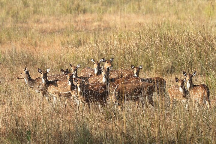 Safari in Bandhavgarh, Kanha, Pench & Tadoba National Parks