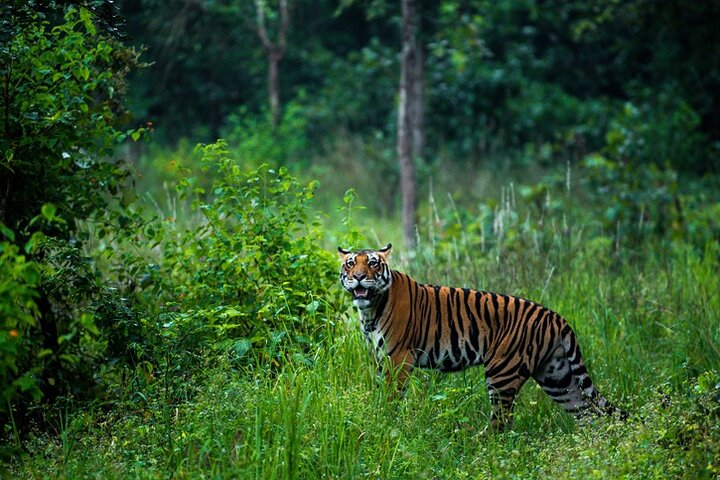Safari in Bandhavgarh, Kanha, Pench & Tadoba National Parks