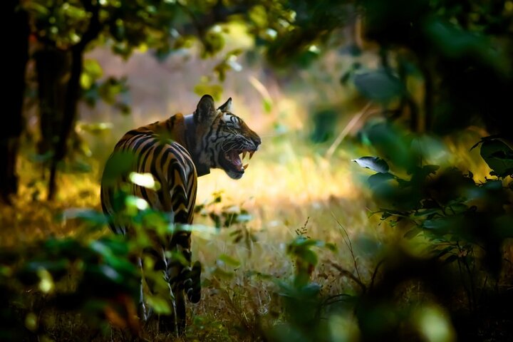 Safari in Bandhavgarh, Kanha, Pench & Tadoba National Parks