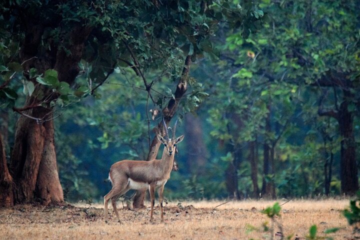 Safari in Bandhavgarh, Kanha, Pench & Tadoba National Parks