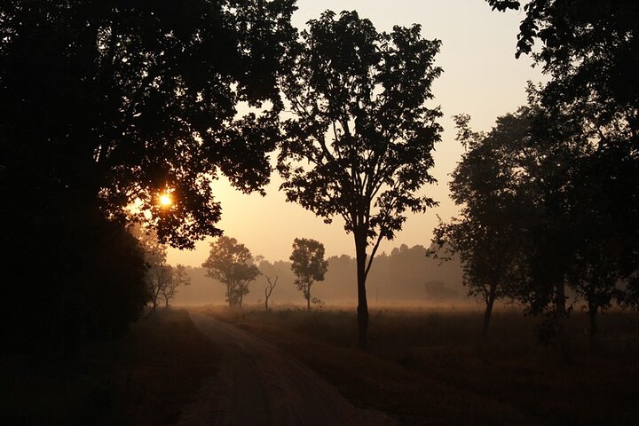Safari in Bandhavgarh, Kanha, Pench & Tadoba National Parks