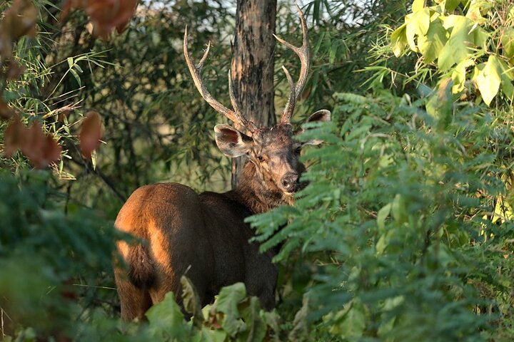 Safari in Bandhavgarh, Kanha, Pench & Tadoba National Parks