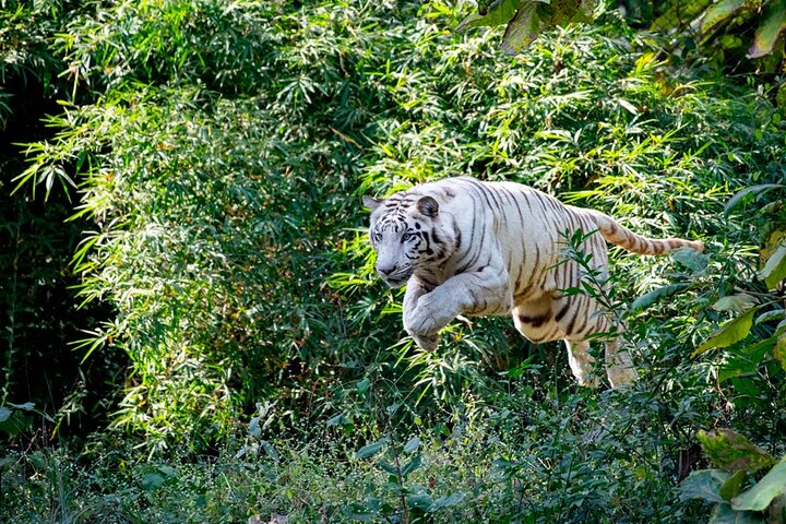 Safari in Bandhavgarh, Kanha, Pench & Tadoba National Parks
