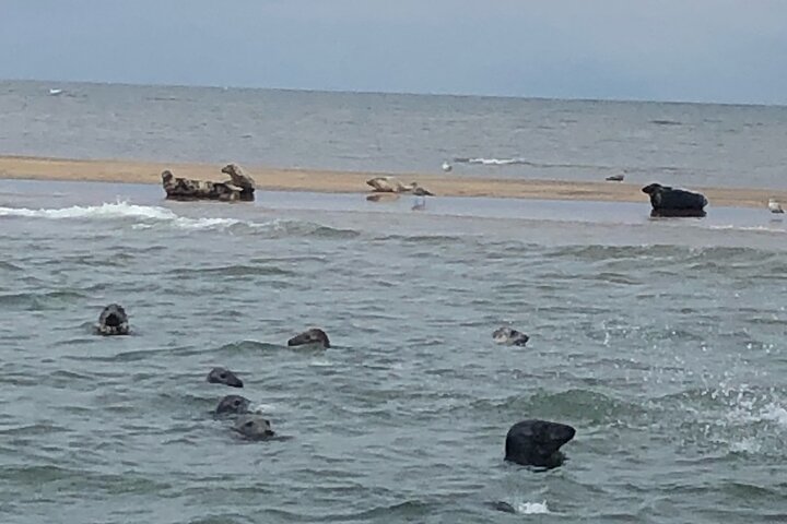 Observação de focas de Scroby Sands