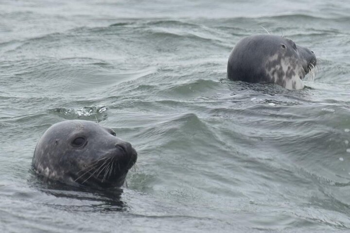 Observação de focas de Scroby Sands
