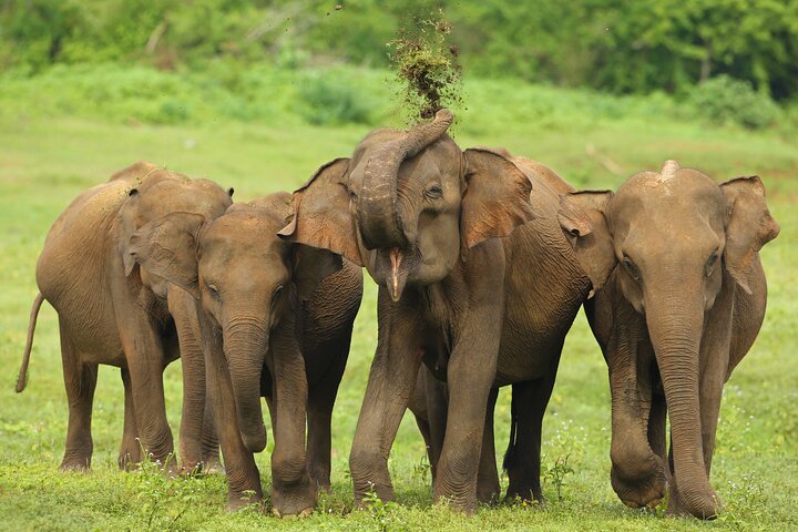 Lo más destacado de Sri Lanka de 5 días con todo incluido