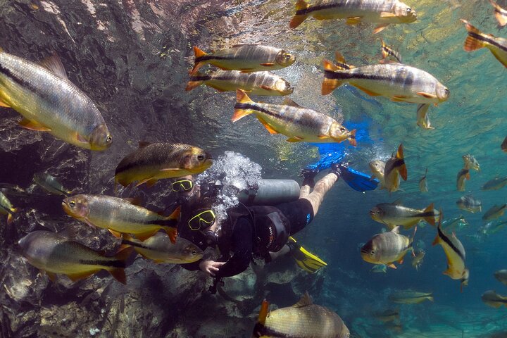 Ohne Anstehen: Recanto Ecologico Rio da Prata Ticket inklusive Trail & Schnorcheln