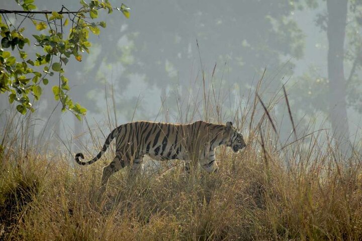 Safari in Bandhavgarh, Kanha, Pench & Tadoba National Parks