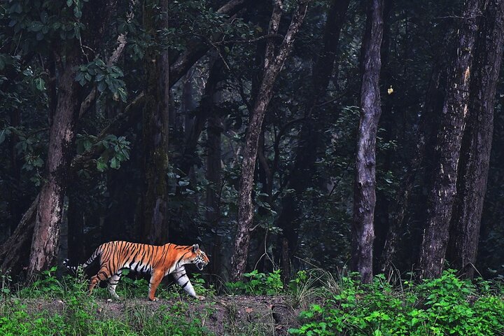 Safari in Bandhavgarh, Kanha, Pench & Tadoba National Parks