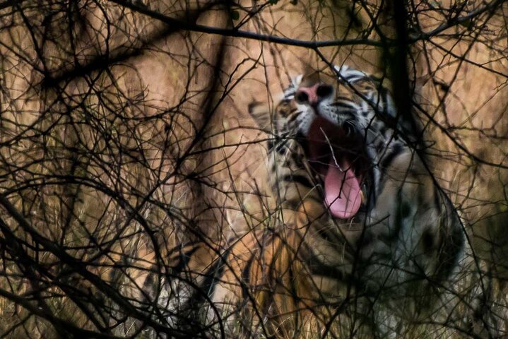 Safari in Bandhavgarh, Kanha, Pench & Tadoba National Parks