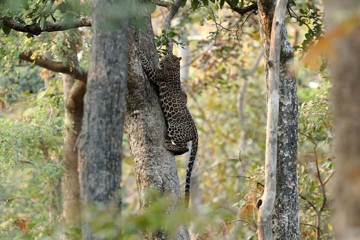 Safari in Bandhavgarh, Kanha, Pench & Tadoba National Parks