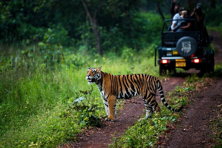 Safari in Bandhavgarh, Kanha, Pench & Tadoba National Parks