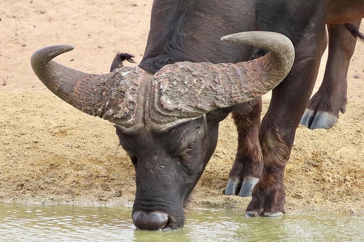 Wildlife Safari, Olijf, Bier / Wijnproeverij Dagtour vanuit Kaapstad