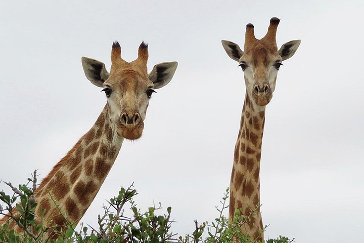 Wildlife Safari, Olijf, Bier / Wijnproeverij Dagtour vanuit Kaapstad