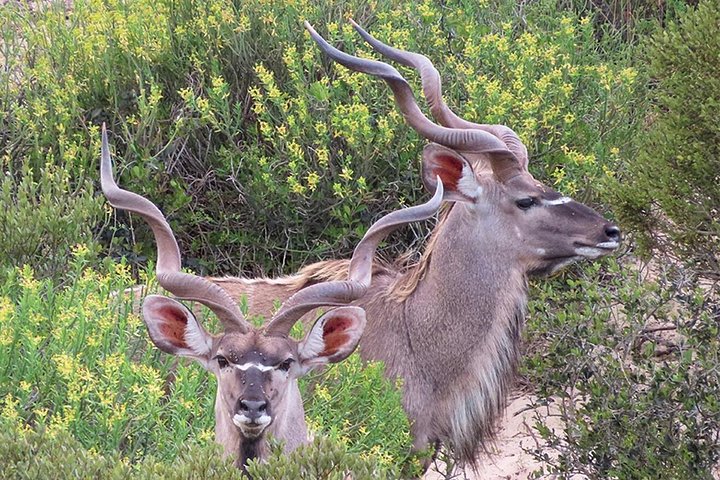 Wildlife Safari, Olijf, Bier / Wijnproeverij Dagtour vanuit Kaapstad