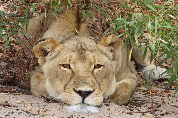 Wildlife Safari, Olijf, Bier / Wijnproeverij Dagtour vanuit Kaapstad