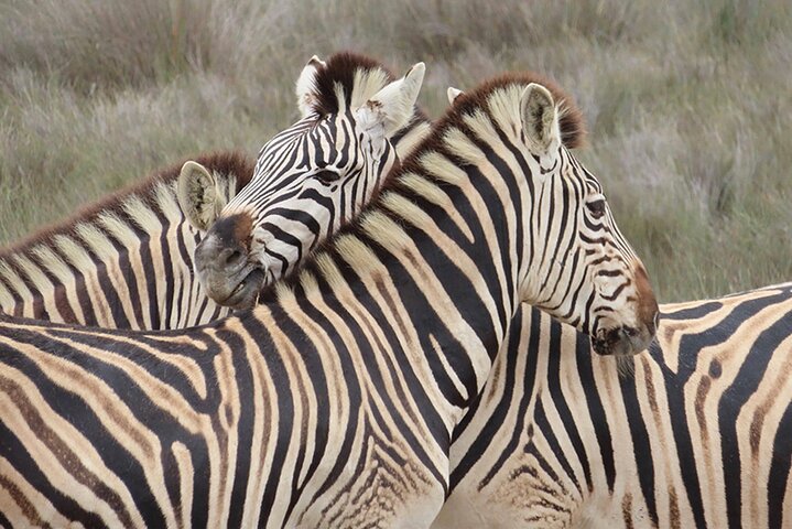 Wildlife Safari, Olijf, Bier / Wijnproeverij Dagtour vanuit Kaapstad