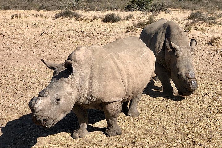 Wildlife Safari, Olijf, Bier / Wijnproeverij Dagtour vanuit Kaapstad