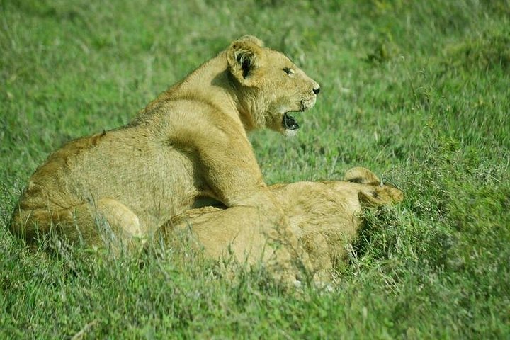 Cratera de Ngorongoro de 5 dias e Safari no Lago Manyara saindo de Arusha