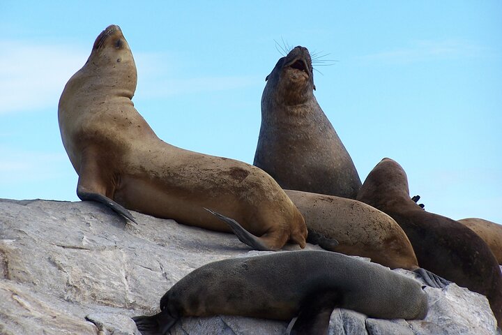 Tour en Catamaran por El Canal Beagle en Ushuaia