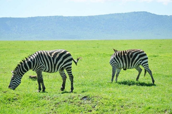 Cratera de Ngorongoro de 5 dias e Safari no Lago Manyara saindo de Arusha