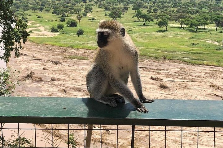 Cratera de Ngorongoro de 5 dias e Safari no Lago Manyara saindo de Arusha