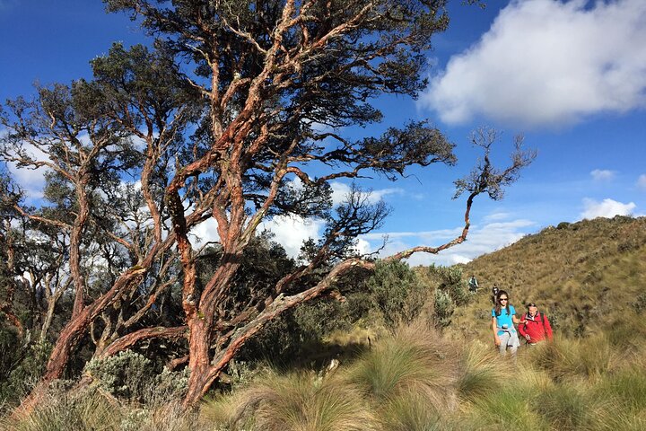 Visite en petit groupe du parc national de Cajas au départ de Cuenca