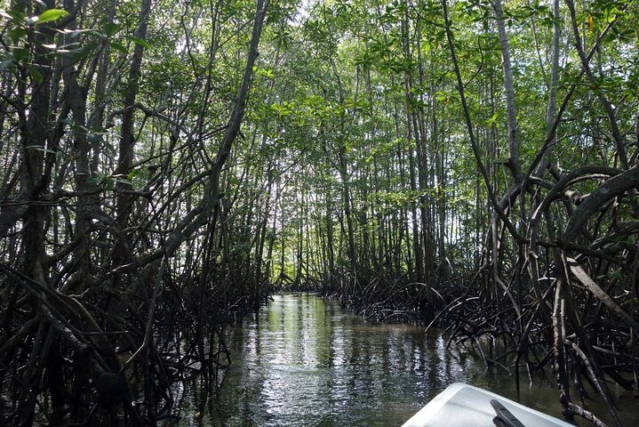 Eendaagse tour naar de mangrove Térraba-Sierpe per boot vanuit Sierpe