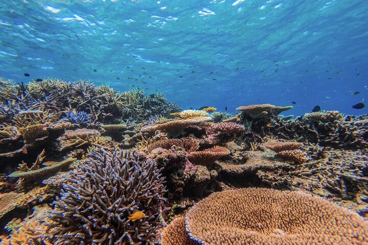 Okinawa Iriomote Snorkeling Tour at Coral Island