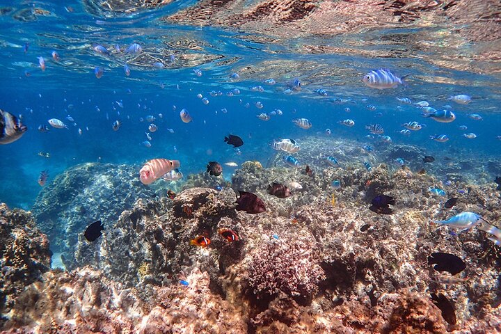 Plongée avec tuba sur l'île fantôme d'Okinawa Ishigaki et la grotte bleue