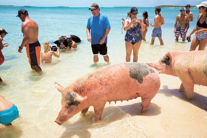 Zwemmen met varkens in Nassau, inclusief vervoer