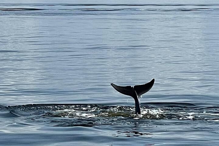 Crociera con delfini condivisi a Pensacola Beach | Frisky Mermaid